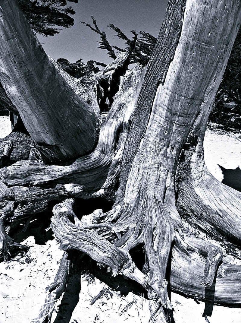 Twisted trees on the beach