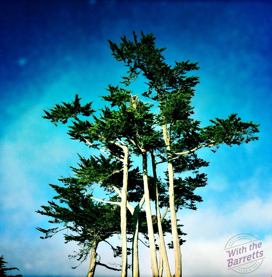 Windswept Trees