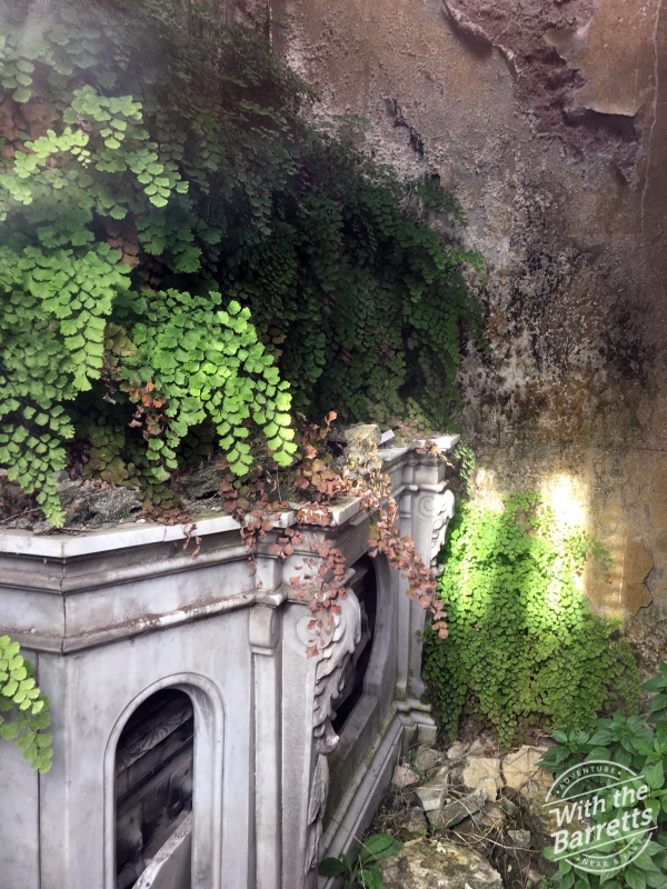 Vegetation taking over