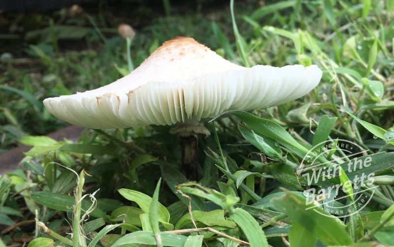 Mushroom #2