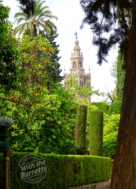 Orange tree and cathedral tower