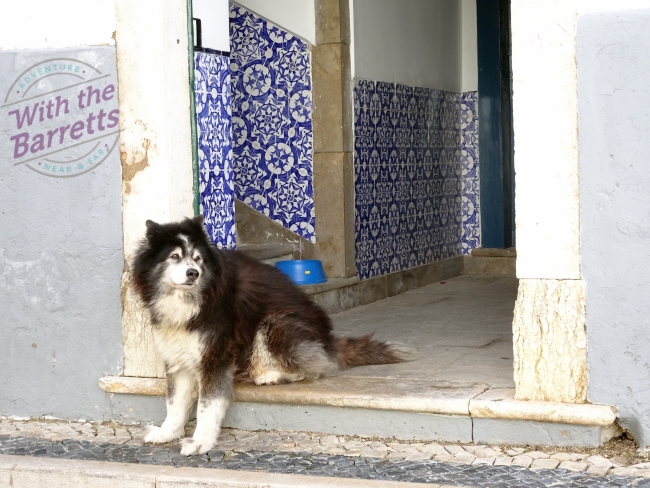 Dog in blue-tiled entryway